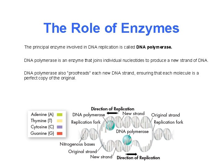 The Role of Enzymes The principal enzyme involved in DNA replication is called DNA