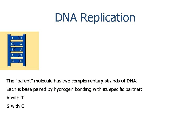 DNA Replication The “parent” molecule has two complementary strands of DNA. Each is base