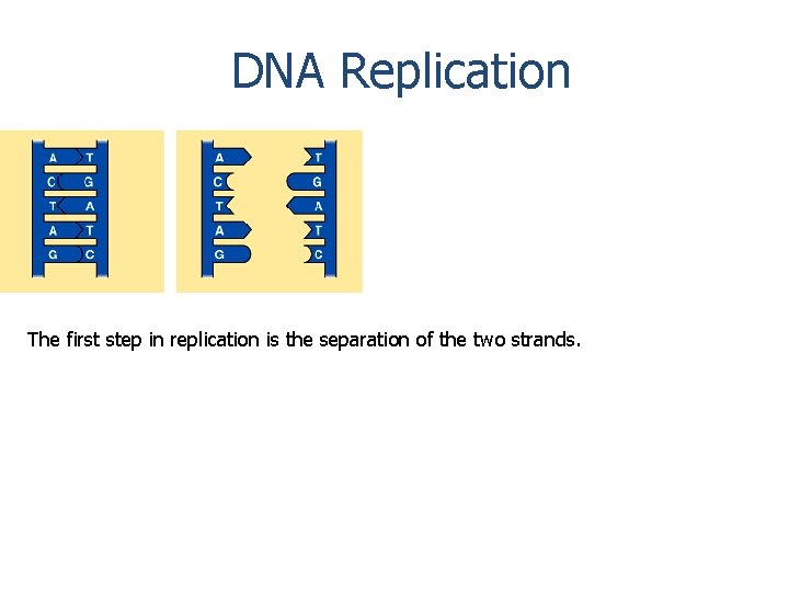 DNA Replication The first step in replication is the separation of the two strands.