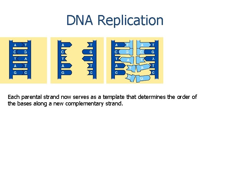 DNA Replication Each parental strand now serves as a template that determines the order