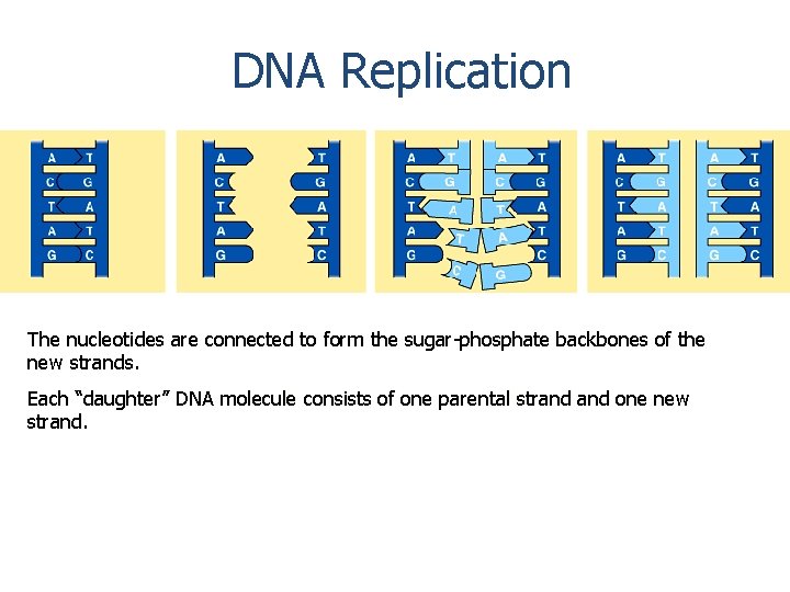 DNA Replication The nucleotides are connected to form the sugar-phosphate backbones of the new