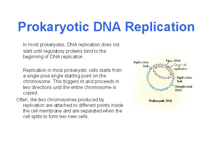 Prokaryotic DNA Replication In most prokaryotes, DNA replication does not start until regulatory proteins