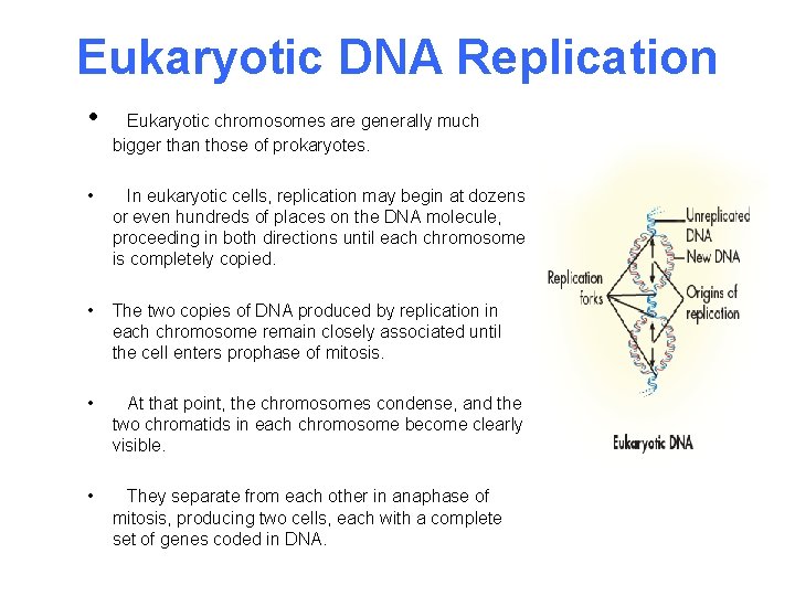 Eukaryotic DNA Replication • Eukaryotic chromosomes are generally much bigger than those of prokaryotes.