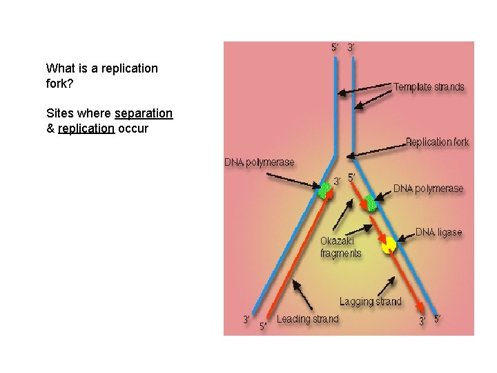 What is a replication fork? Sites where separation & replication occur 