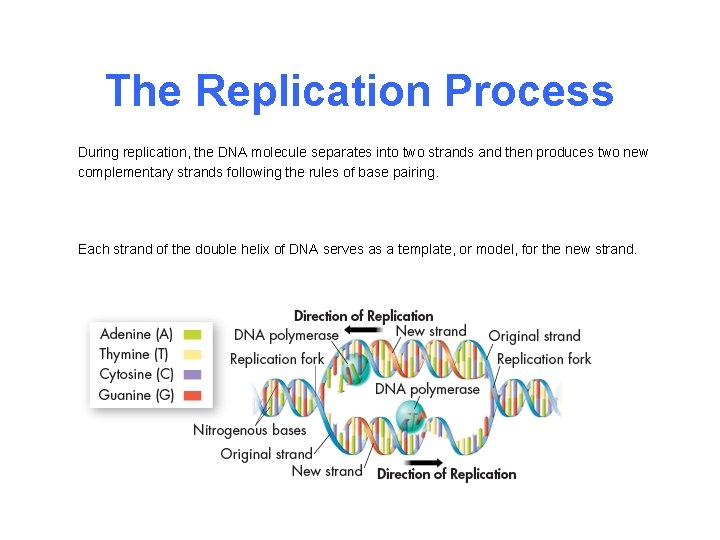 The Replication Process During replication, the DNA molecule separates into two strands and then