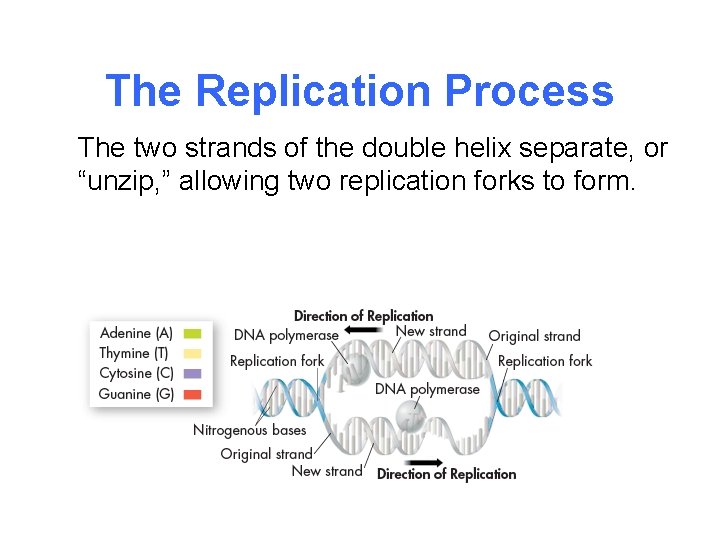 The Replication Process The two strands of the double helix separate, or “unzip, ”