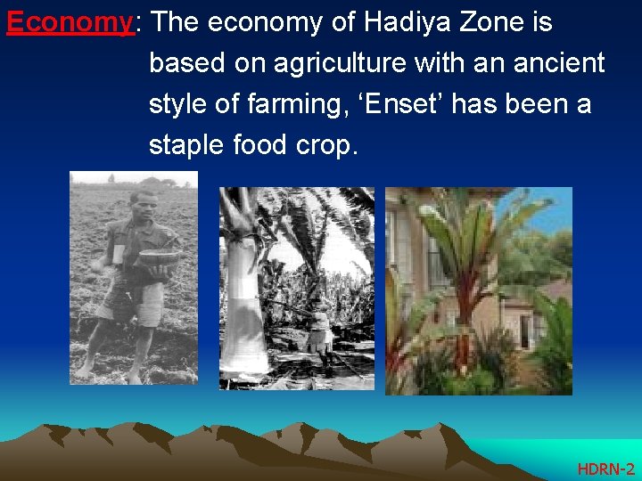 Economy: The economy of Hadiya Zone is based on agriculture with an ancient style