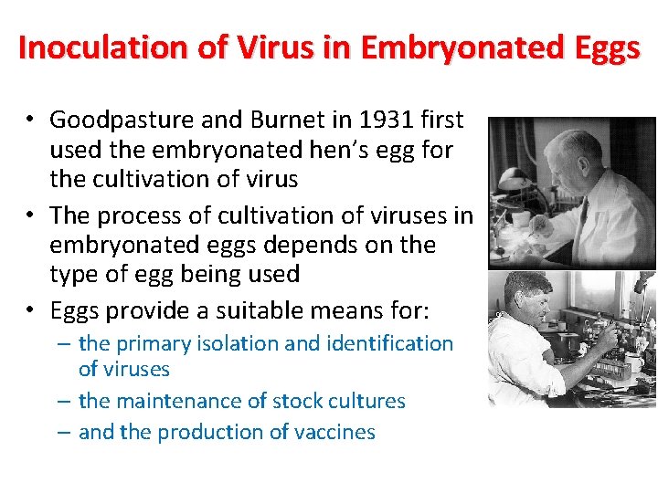 Inoculation of Virus in Embryonated Eggs • Goodpasture and Burnet in 1931 first used