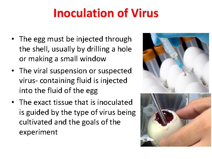 Inoculation of Virus • The egg must be injected through the shell, usually by