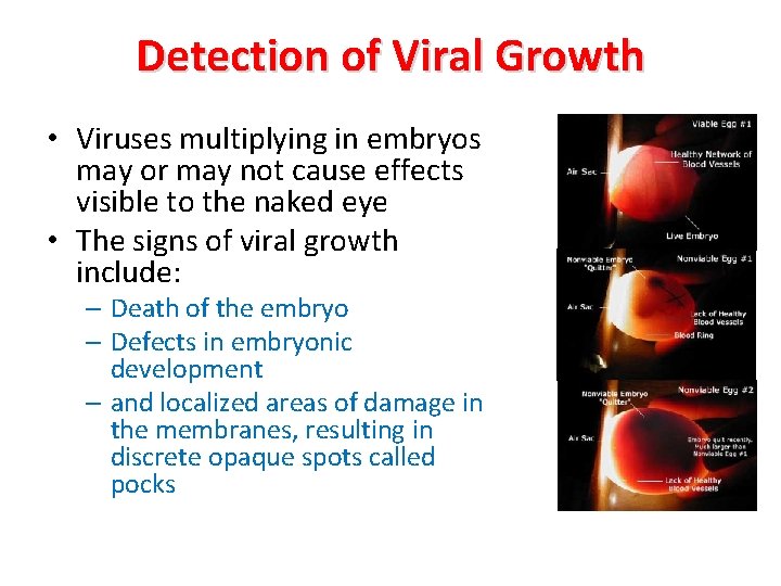 Detection of Viral Growth • Viruses multiplying in embryos may or may not cause