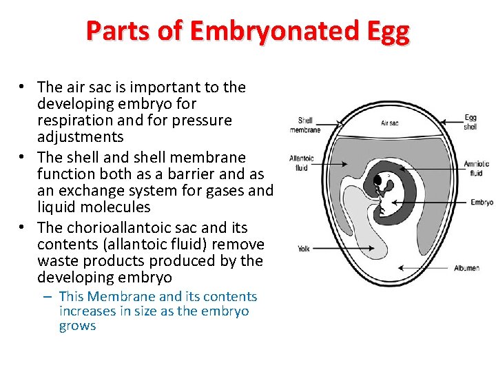 Parts of Embryonated Egg • The air sac is important to the developing embryo