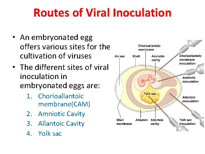 Routes of Viral Inoculation • An embryonated egg offers various sites for the cultivation