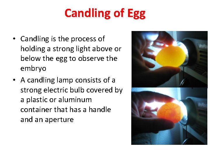 Candling of Egg • Candling is the process of holding a strong light above