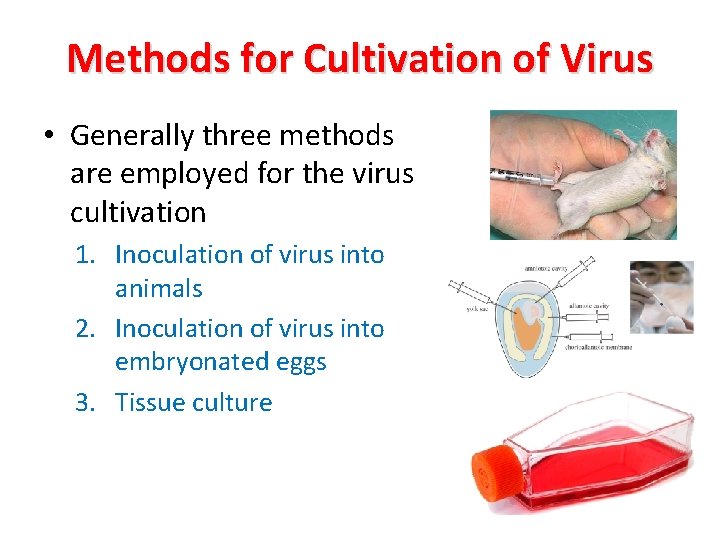 Methods for Cultivation of Virus • Generally three methods are employed for the virus