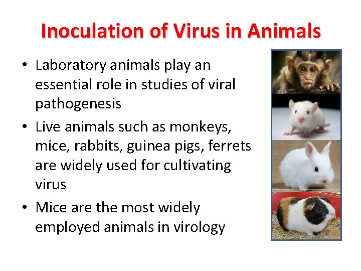 Inoculation of Virus in Animals • Laboratory animals play an essential role in studies