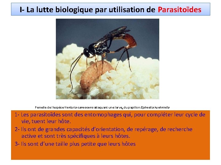 I- La lutte biologique par utilisation de Parasitoïdes Femelle de l’espèce Venturia canescens attaquant