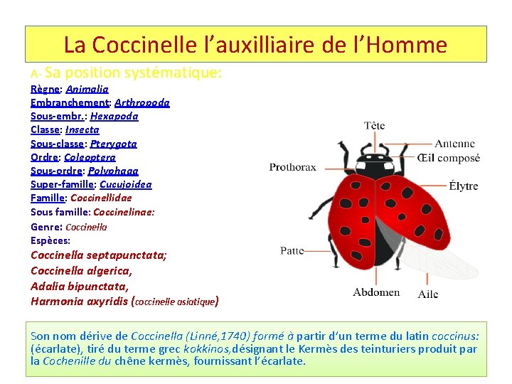 La Coccinelle l’auxilliaire de l’Homme A- Sa position systématique: Règne: Animalia Embranchement: Arthropoda Sous-embr.