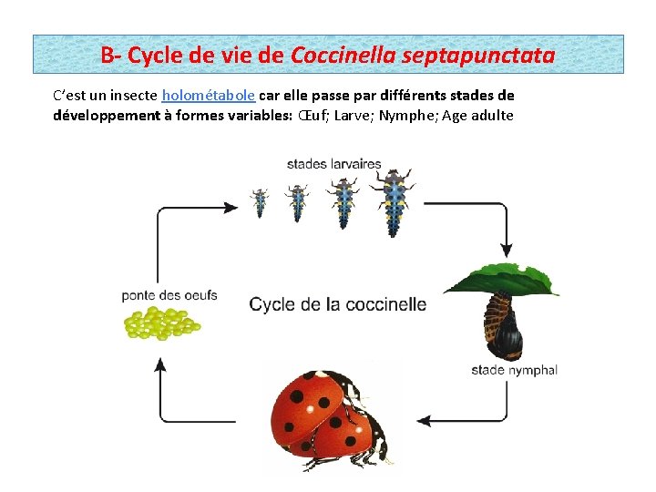 B- Cycle de vie de Coccinella septapunctata C’est un insecte holométabole car elle passe