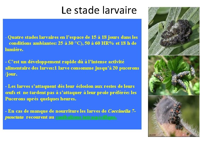 Le stade larvaire - Quatre stades larvaires en l’espace de 15 à 18 jours