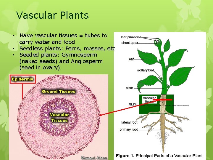 Vascular Plants • Have vascular tissues = tubes to carry water and food •
