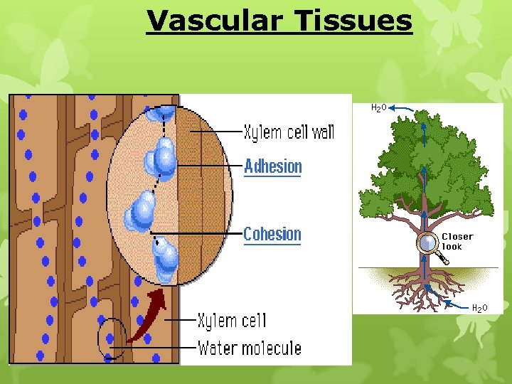 Vascular Tissues 