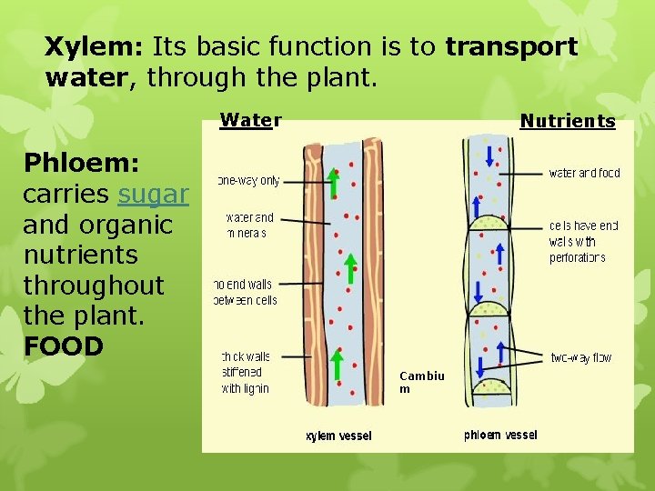 Xylem: Its basic function is to transport water, through the plant. Water Nutrients Phloem: