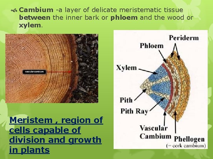  Cambium -a layer of delicate meristematic tissue between the inner bark or phloem