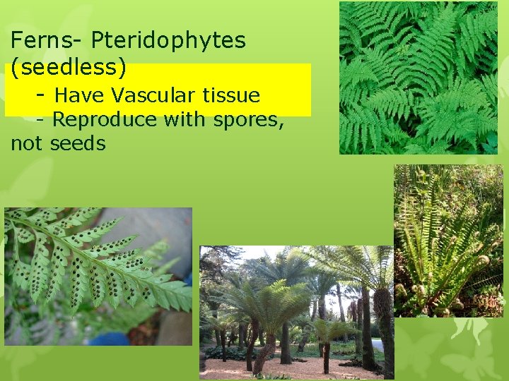 Ferns- Pteridophytes (seedless) - Have Vascular tissue - Reproduce with spores, not seeds 