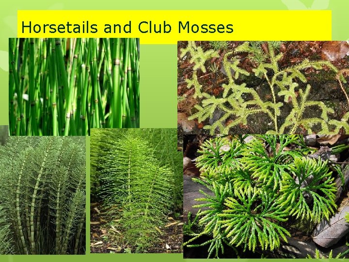 Horsetails and Club Mosses 