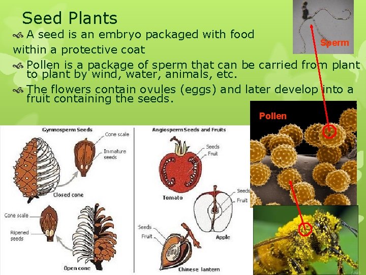 Seed Plants A seed is an embryo packaged with food Sperm within a protective