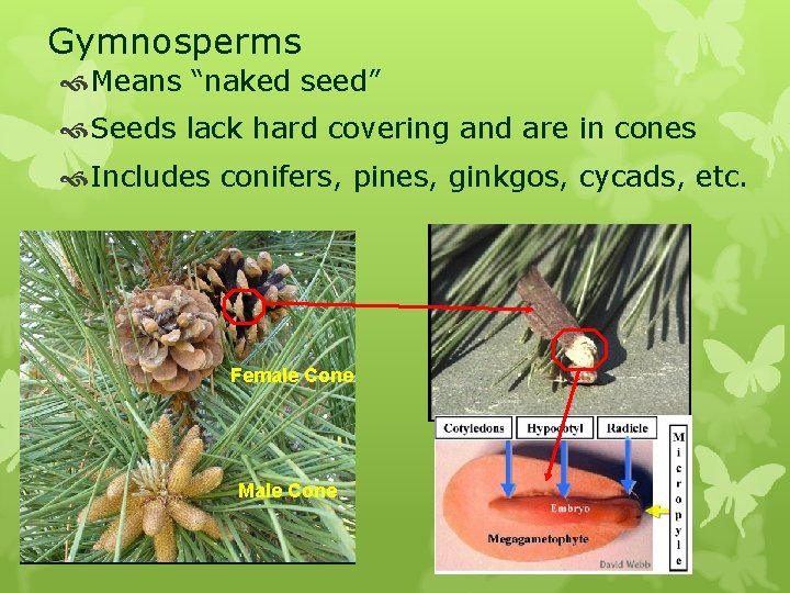 Gymnosperms Means “naked seed” Seeds lack hard covering and are in cones Includes conifers,