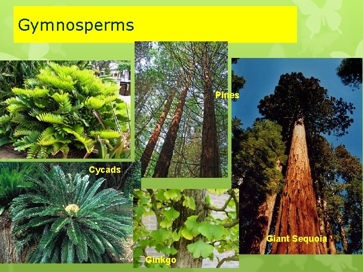 Gymnosperms Pines Cycads Giant Sequoia Ginkgo 