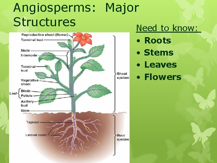 Angiosperms: Major Structures Need to know: • • Roots Stems Leaves Flowers 