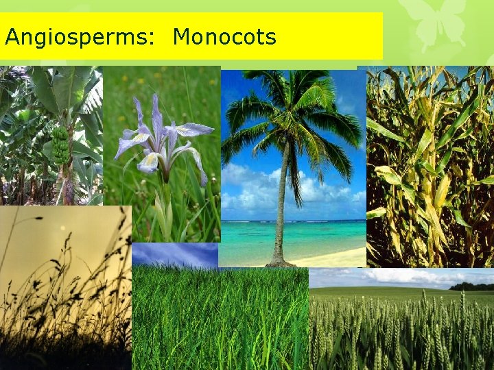 Angiosperms: Monocots 