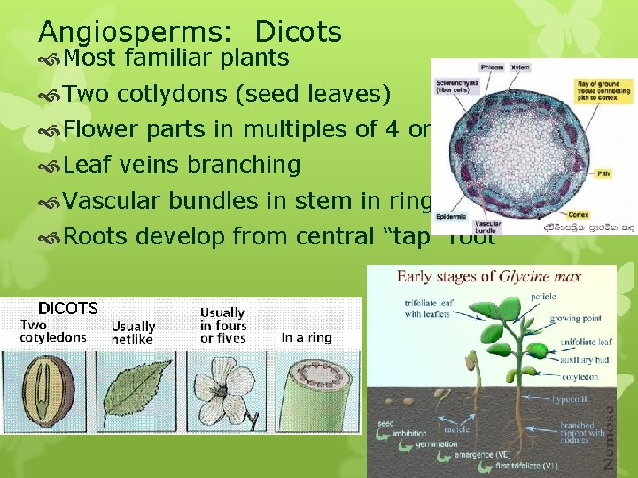 Angiosperms: Dicots Most familiar plants Two cotlydons (seed leaves) Flower parts in multiples of