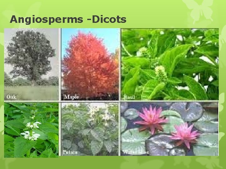 Angiosperms -Dicots 