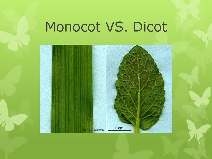 Monocot VS. Dicot 