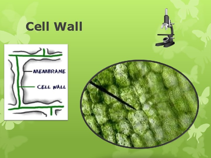 Cell Wall 