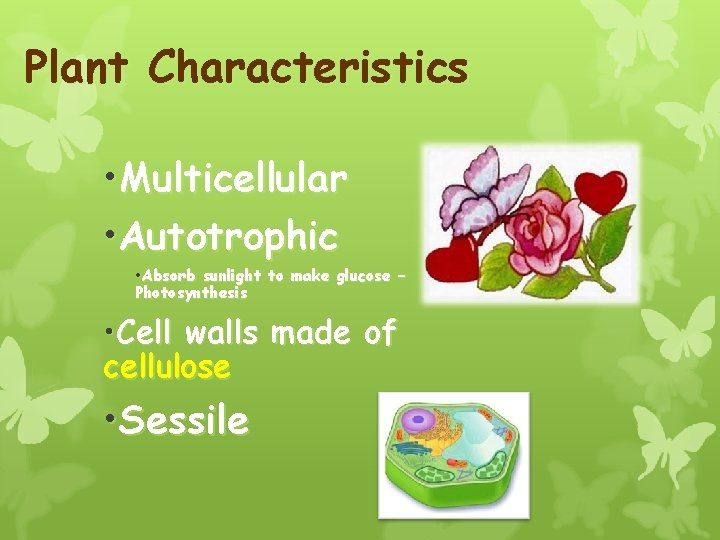 Plant Characteristics • Multicellular • Autotrophic • Absorb sunlight to make glucose – Photosynthesis