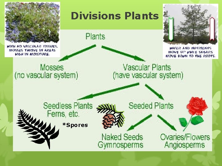 Divisions Plants *Spores 