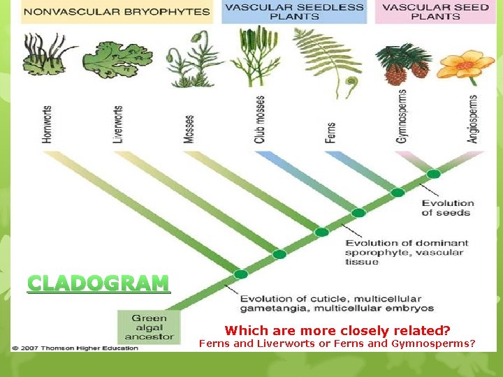 CLADOGRAM Which are more closely related? Ferns and Liverworts or Ferns and Gymnosperms? 