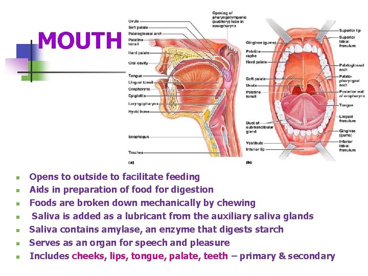 MOUTH n n n n Opens to outside to facilitate feeding Aids in preparation