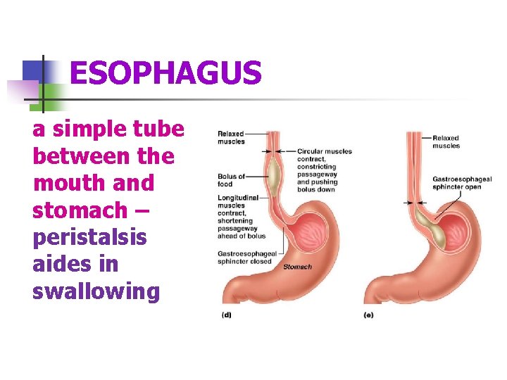 ESOPHAGUS a simple tube between the mouth and stomach – peristalsis aides in swallowing
