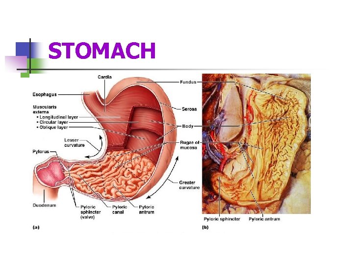 STOMACH 