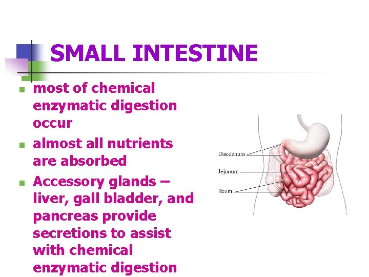 SMALL INTESTINE n n n most of chemical enzymatic digestion occur almost all nutrients