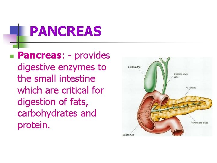 PANCREAS n Pancreas: - provides digestive enzymes to the small intestine which are critical