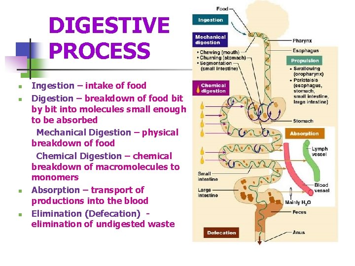 DIGESTIVE PROCESS Ingestion – intake of food n Digestion – breakdown of food bit