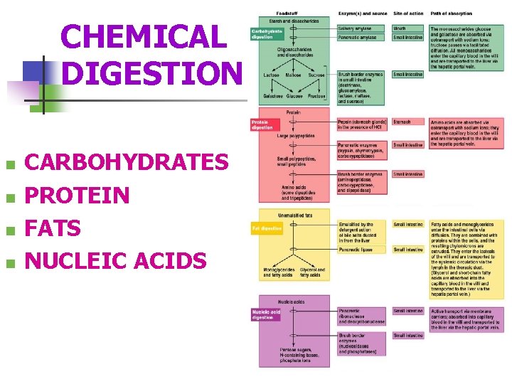CHEMICAL DIGESTION n n CARBOHYDRATES PROTEIN FATS NUCLEIC ACIDS 