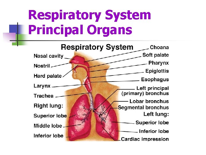 Respiratory System Principal Organs 