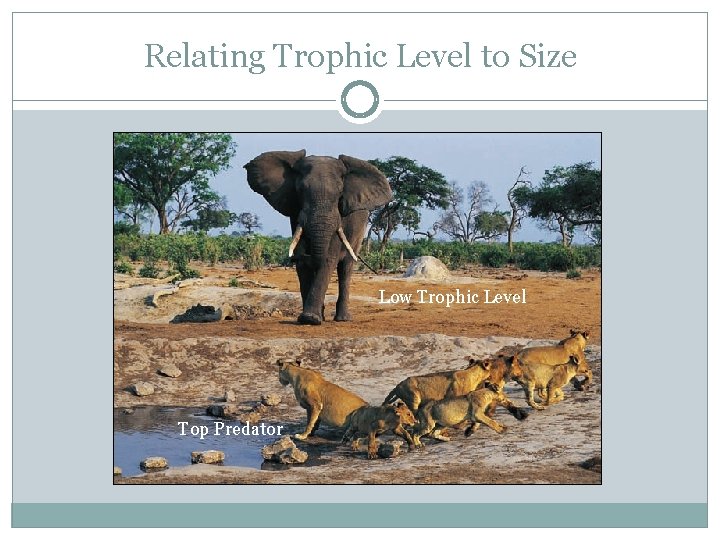 Relating Trophic Level to Size Low Trophic Level Top Predator 